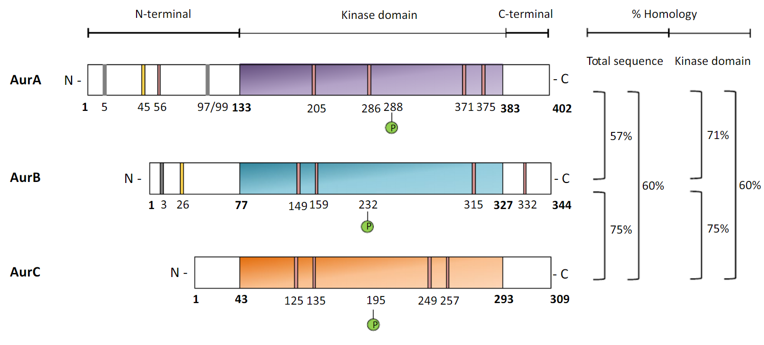 Aurora kinases