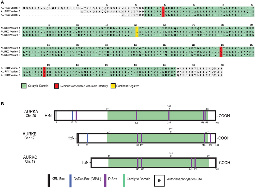 Aurora kinases