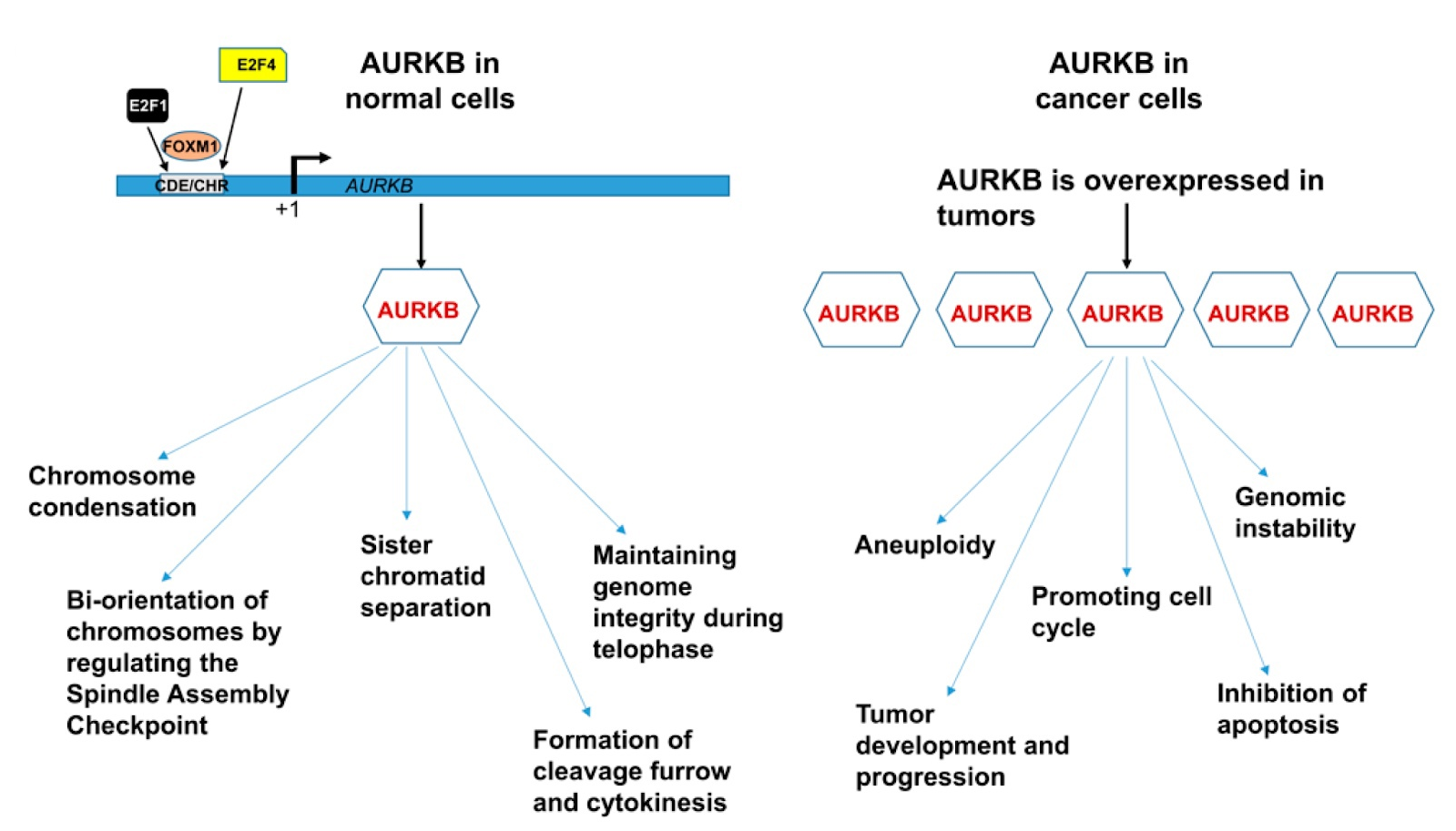 Aurora kinases