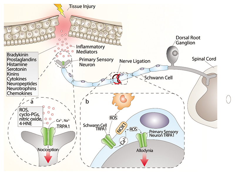 Ion channels
