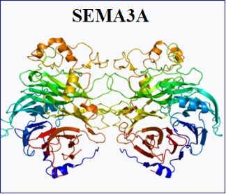 Bayer takes Alport syndrome drug into phase 2