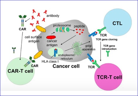 Zelluna Publishes Compelling Preclinical Data for ZI-MA4-1