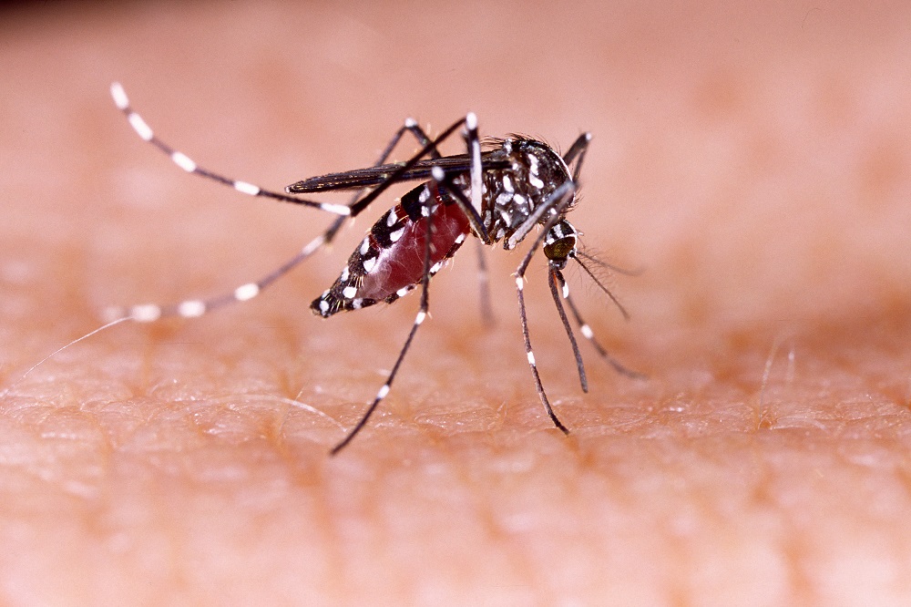 Researchers identify molecular mechanisms leading to zika-associated microcephaly