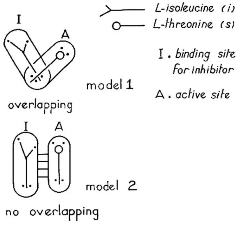 Inhibidores alostéricos