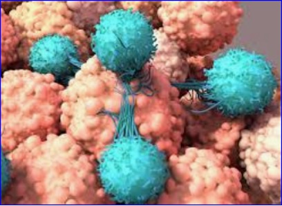 CERo Therapeutics to Present Preclinical Data on CER-1236 for Ovarian Cancer at SITC Conference