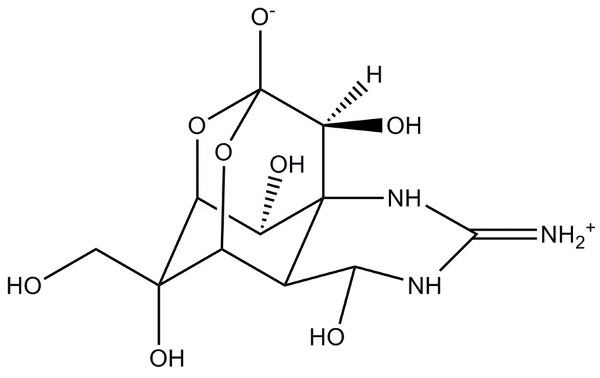 A more concise way to synthesize tetrodotoxin