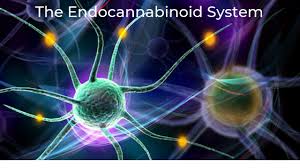 Synthetic peptide acts on endocannabinoid system to combat obesity