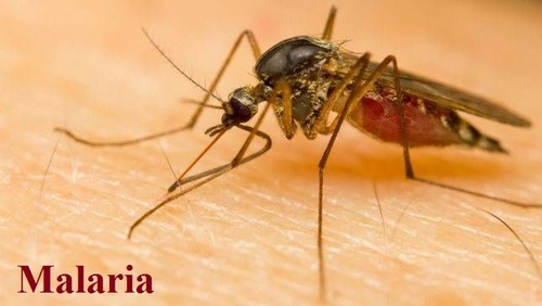 New discovery to improve malaria elimination strategies