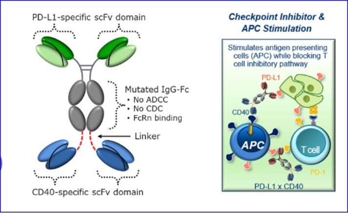 Aptevo Therapeutics Provides Program Update for Bispecific APVO711 ( PD-L1 х CD40)