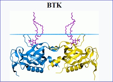 Preclinical Data on First-in-Class BTK SH2 