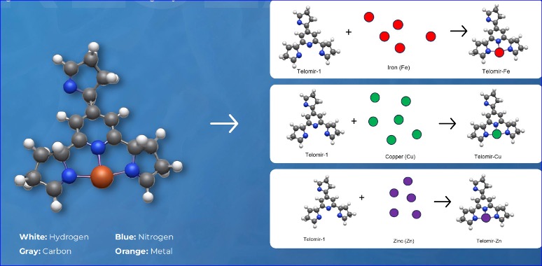 Telomir Pharmaceuticals announces results from preclinical studies of Telomir-1