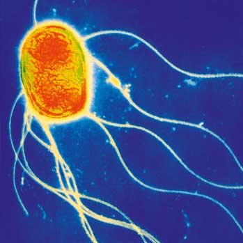 Oral paratyphoid vaccine to begin human trials