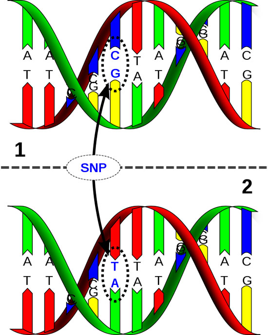 Quantum mechanics could explain why DNA can spontaneously mutate