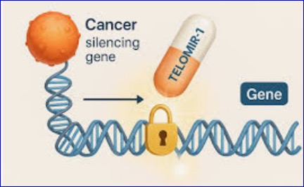 Telomir Pharmaceuticals reports new preclinical data on pancreatic cancer