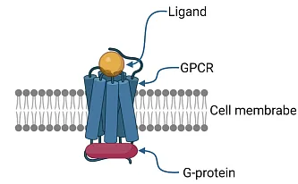 GPCR