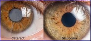 Preclinical study