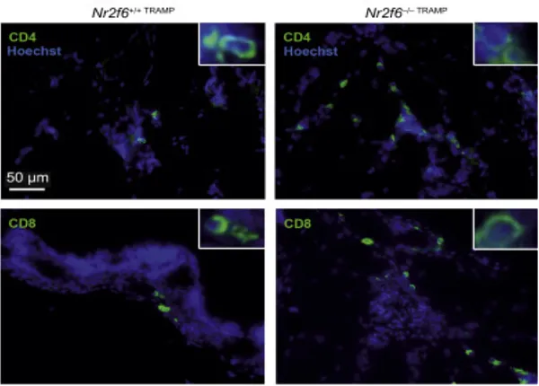 Nuclear receptors