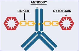 Orum Therapeutics Announces Presentation of Preclinical Data for ORM-1153