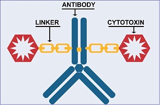 Orum Therapeutics Announces Presentation of Preclinical Data for ORM-1153