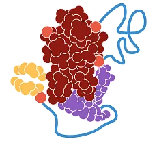 Study into prophylaxis treatment meets key endpoints