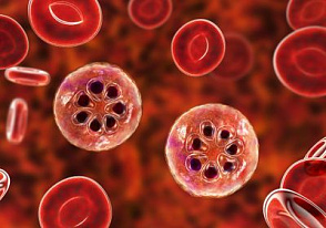 New discovery to improve malaria elimination strategies