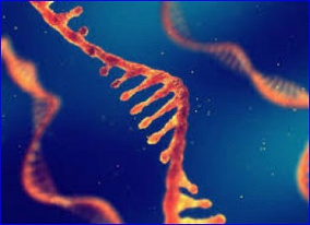 Preclinical  + European Hematology Association 2025 Congress