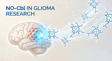 Vitamin B12-Like Drug NO-Cbl Shows Promise in Preclinical Glioma Studies