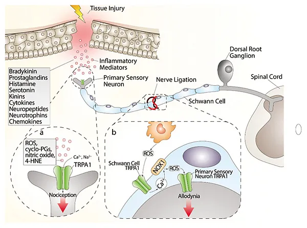 Ion channels
