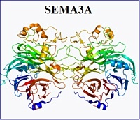 Bayer takes Alport syndrome drug into phase 2