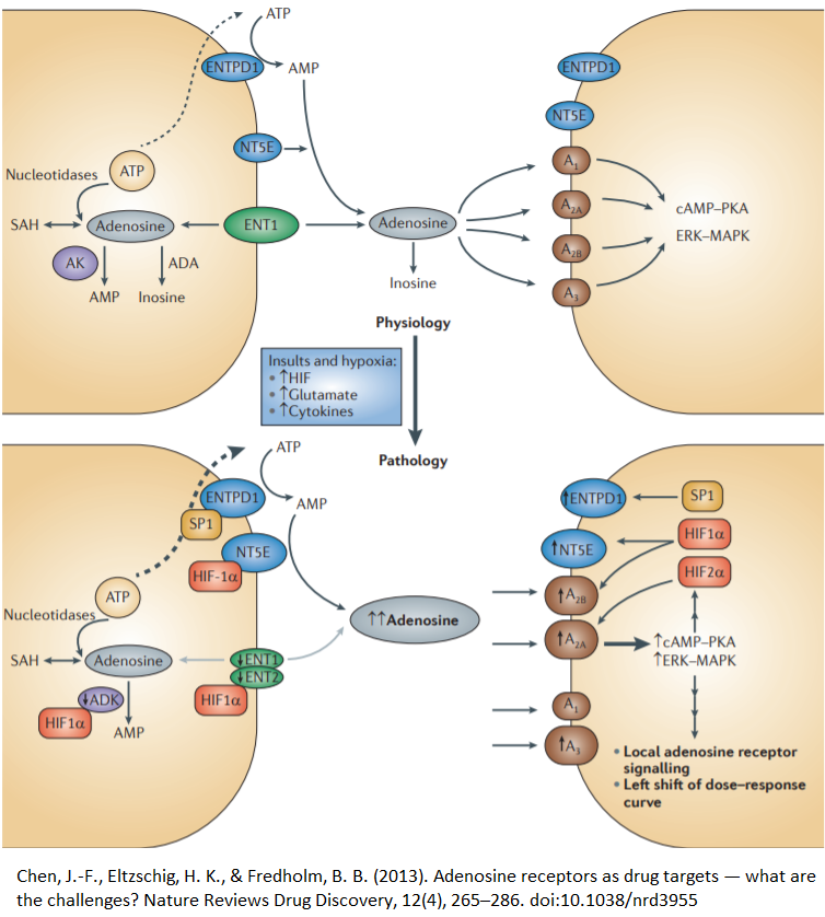 Adenosine Receptors Targeted Library Custom Design Worldwide Delivery